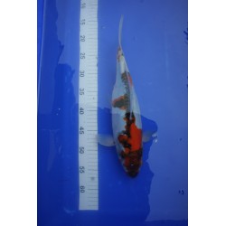 koi numéro 9
