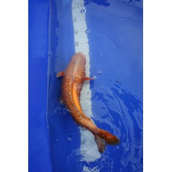 Koi numéro 10