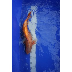Koi numéro 10