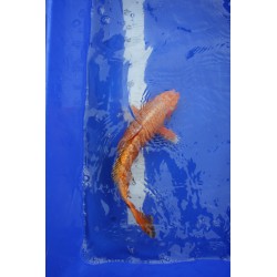 Koi numéro 10