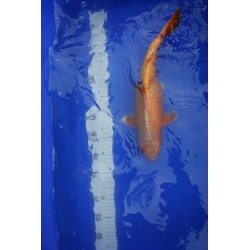Koi numéro 10