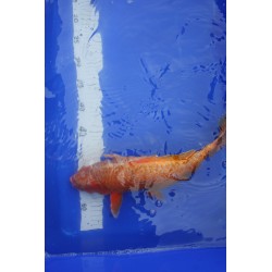Koi numéro 10