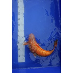 Koi numéro 10