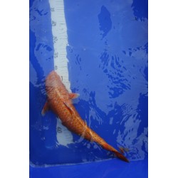 Koi numéro 10