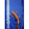 Koi numéro 10