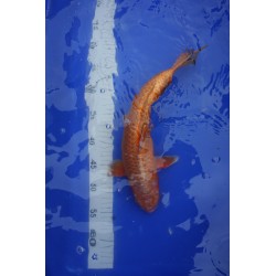 Koi numéro 10