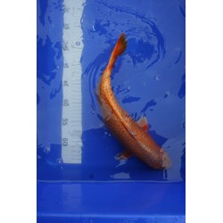 Koi numéro 10