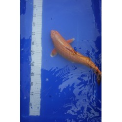 Koi numéro 10