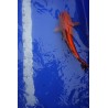 koi numéro 11