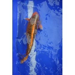 koi numéro 12