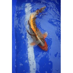 koi numéro 12