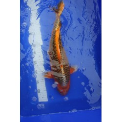 koi numéro 12