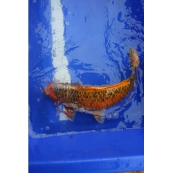 koi numéro 12