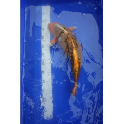 koi numéro 12