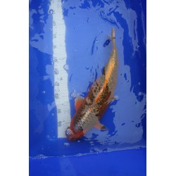 koi numéro 12