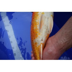 koi numéro 12
