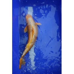 koi numéro 13