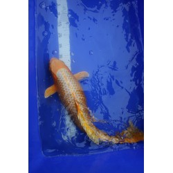 koi numéro 13