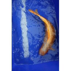 koi numéro 13