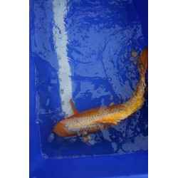 koi numéro 13