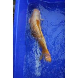 koi numéro 13