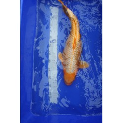 koi numéro 13