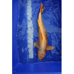 koi numéro 13