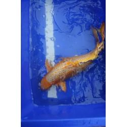 koi numéro 13