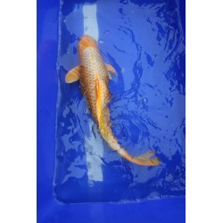 koi numéro 13