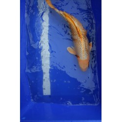 koi numéro 13