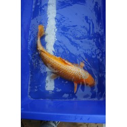 koi numéro 13