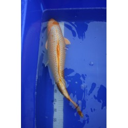 koi numéro 13