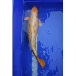 koi numéro 13