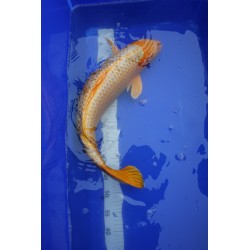koi numéro 13