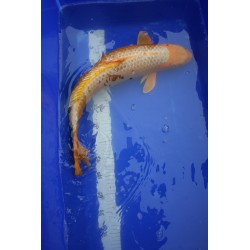 koi numéro 13