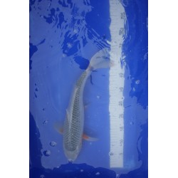 koi numéro 21