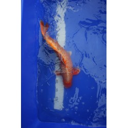 koi numéro 24