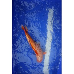 koi numéro 24