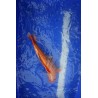 koi numéro 24