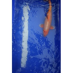 koi numéro 24