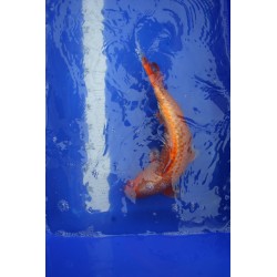 koi numéro 24