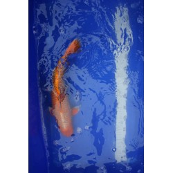 koi numéro 24