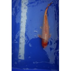 koi numéro 24