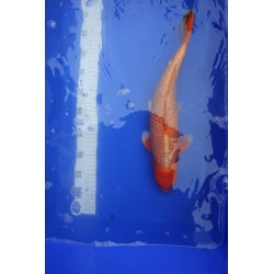koi numéro 24