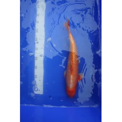koi numéro 24