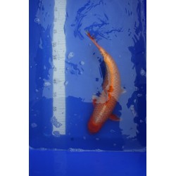 koi numéro 24