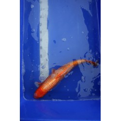 koi numéro 24
