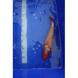 koi numéro 24