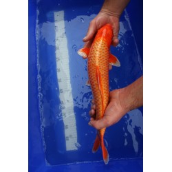 koi numéro 24