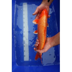 koi numéro 24